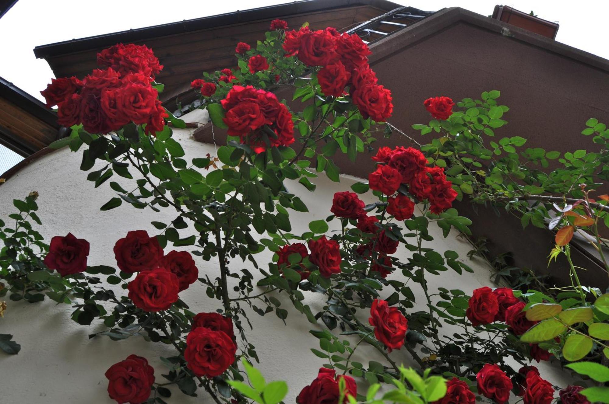 Hosteria Catalana Bossost Bagian luar foto